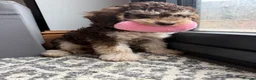 Cockapoo dogs for sale: Cockapoo experience from birth to home 12.5.26 🥰 - Advert 6