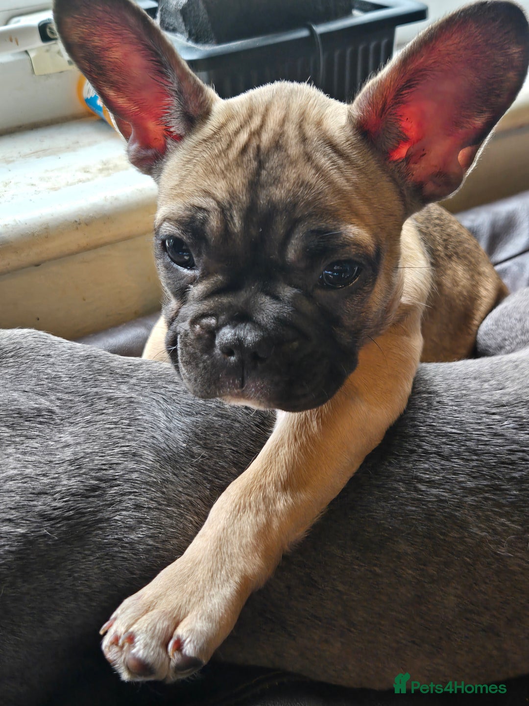 French Bulldog dogs for sale: Rare Sable Frenchie–Raised Right & Ready Now! 🍼🐾 in Preston - Image 9