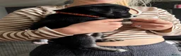 Mixed Breed dogs for sale: 7 huskadors please check prices - Advert 4