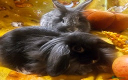 Mini Lion Lop rabbits for sale: Cute fluffy lion heads  - Image 10