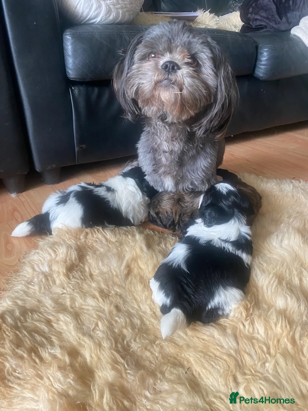 Shih Tzu dogs for sale: Pure breed Shih Tzu - Advert 1