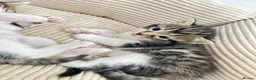 Mixed Breed cats for sale: Beautiful Maine Coon × Ragdoll Mix Kittens - Advert 19