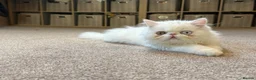 Persian cats for sale: Odd eyed male kitten  - Advert 7