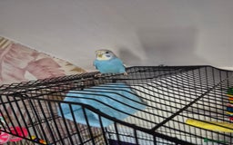 Budgerigars birds for sale: Budgie for sale - Image 2