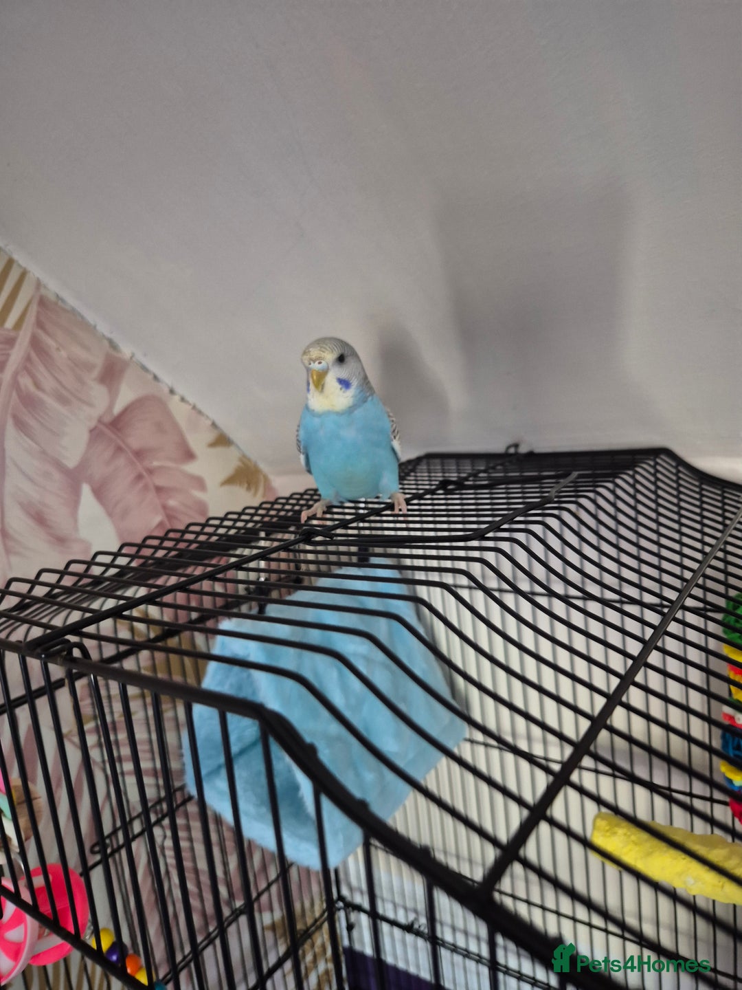 Budgerigars birds for sale: Budgie for sale - Image 2