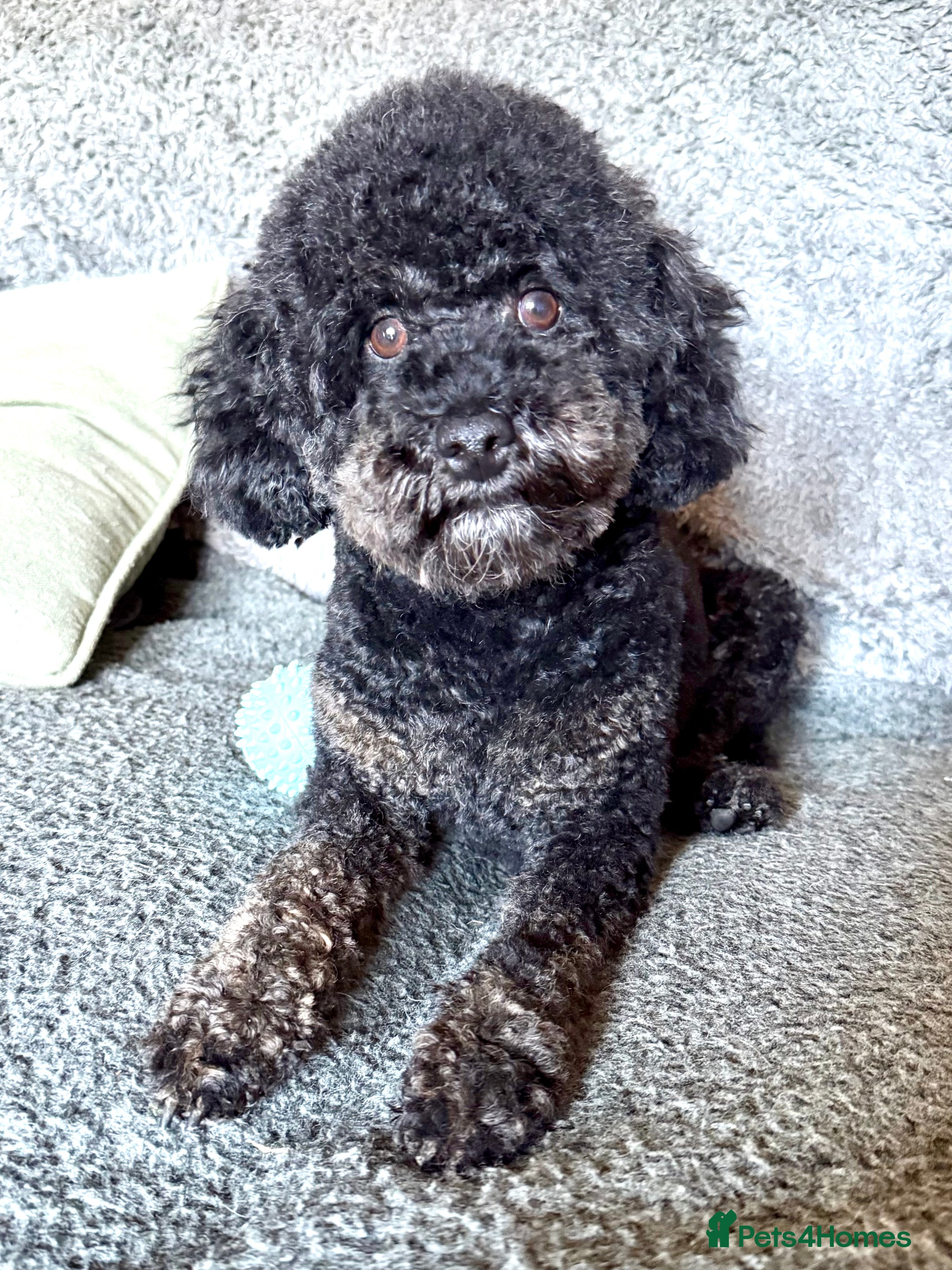 Miniature Poodle dogs KC phantom miniature poodle stud health tested in Thetford - Advert 11