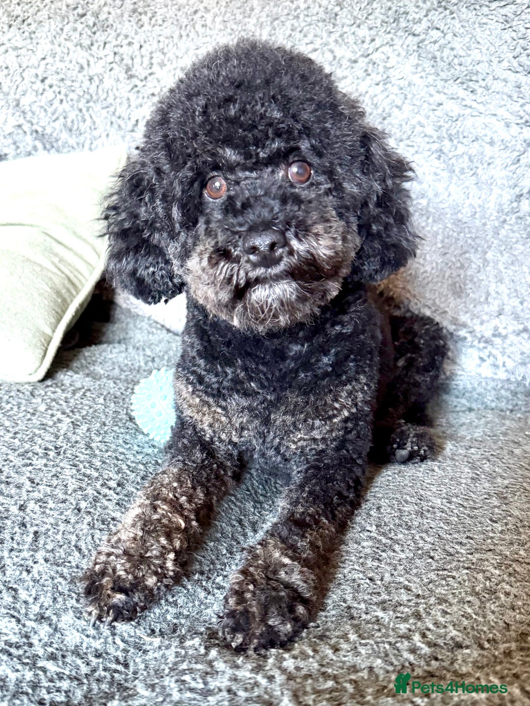 Miniature Poodle dogs for stud: KC phantom miniature poodle stud health tested in Thetford - Advert 2