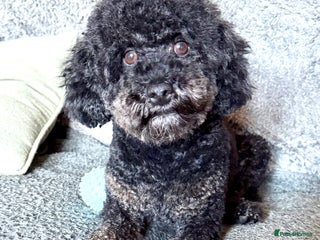 Miniature Poodle dogs KC phantom miniature poodle stud health tested in Thetford - Advert 11