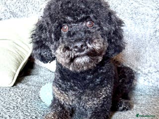 Miniature Poodle dogs KC phantom miniature poodle stud health tested in Thetford - Advert 7