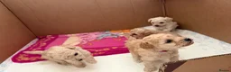 Toy Poodle dogs for sale: Beautiful toy poodle puppies! Edinburgh  - Advert 3