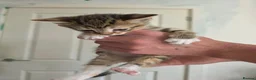 Domestic Shorthair cats for sale: Kittens - Advert 9