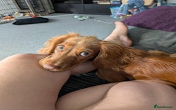 Cocker Spaniel dogs for sale: Female cocker spaniel puppy  - Image 2