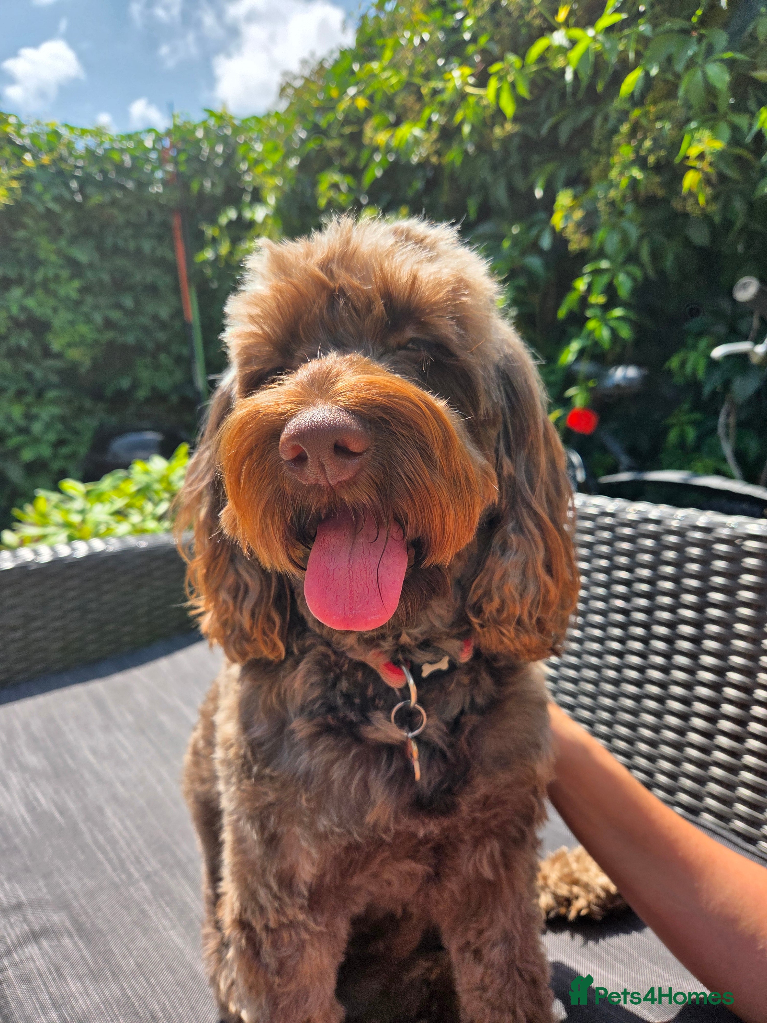 Cockapoo dogs Rehome beautiful girl - Advert 1