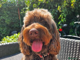 Cockapoo dogs Rehome beautiful girl - Advert 1
