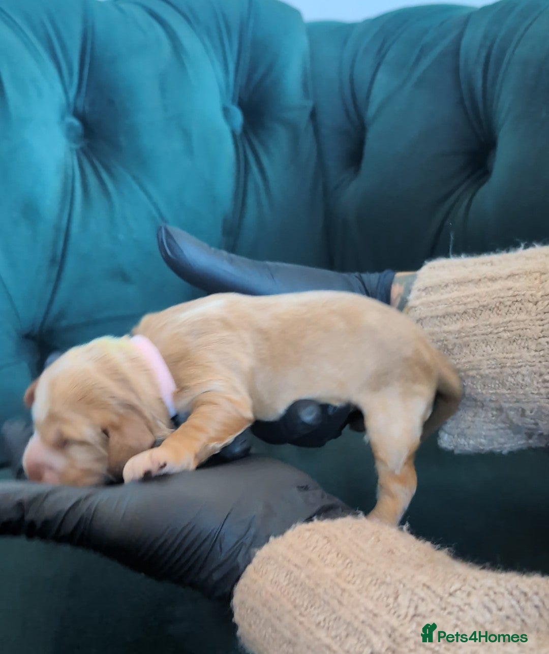 Cocker Spaniel dogs for sale: 🐾Pedigree Show cocker spaniel puppies🐾 - Image 3