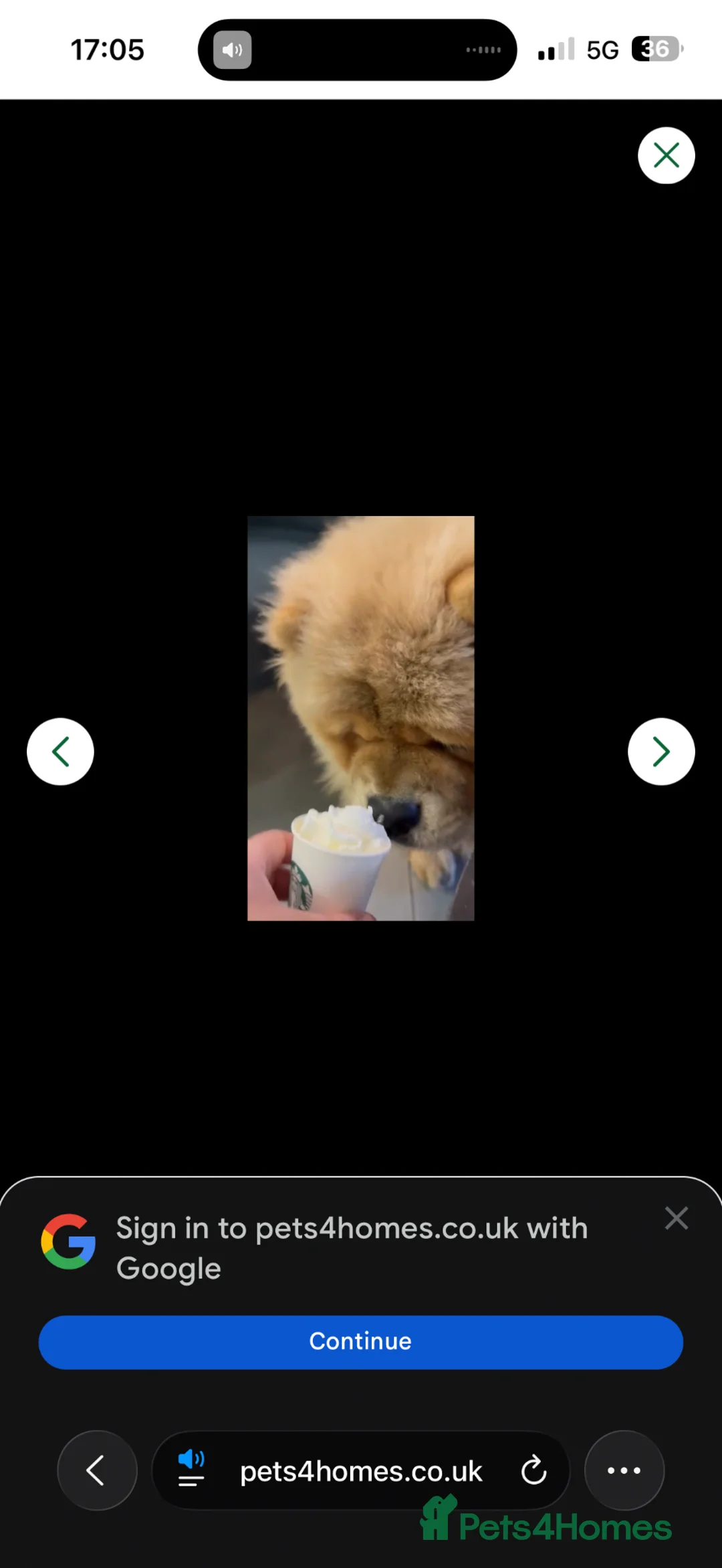 Chow Chow dogs for sale: 1year old chow chow  - Advert 4