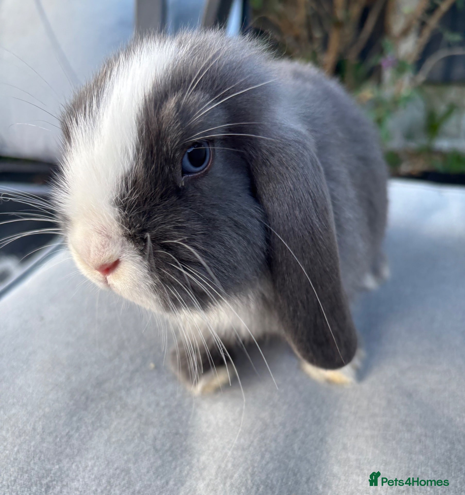 Mini Lop rabbits Mini lop Litter ready now 2 left rare boy - Advert 1