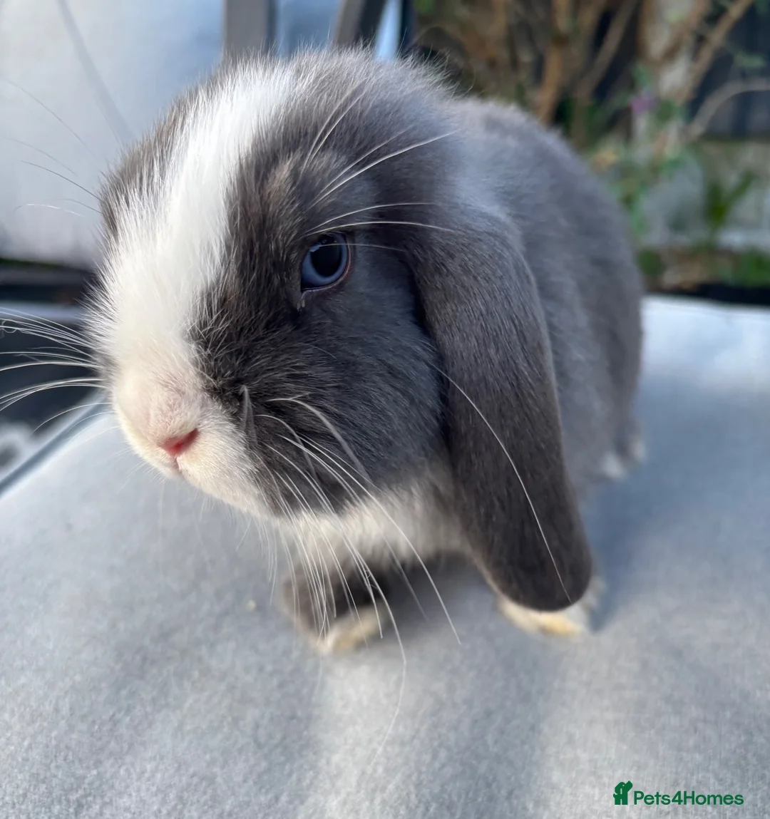 Mini Lop rabbits for sale: Mini lop Litter ready now 2 left rare boy - Advert 1