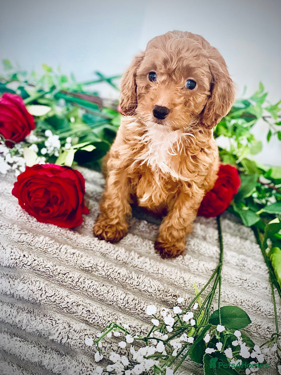 Cavapoo dogs for sale: 🐶 Beautiful F1B Cavapoo Puppies for Sale 🐶 - Image 15