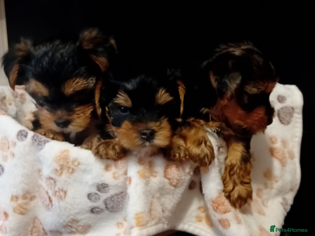 Yorkshire Terrier dogs for sale: Yorkshire Terrier one little boy - Image 8
