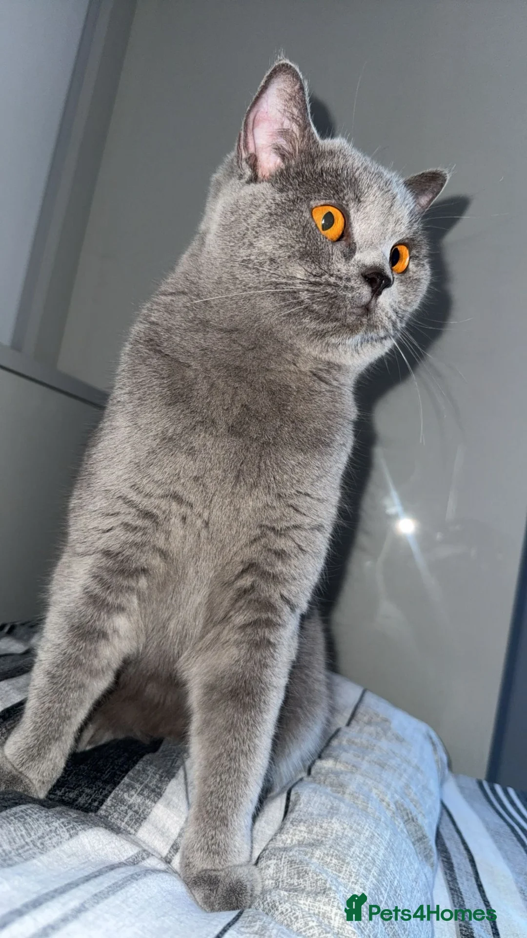 British Shorthair cats for sale: rosie in Smethwick - Advert 1