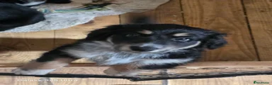 Mixed Breed Puppy 6