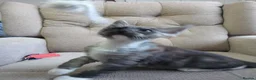 Maine Coon cats for sale: Maincoon kittens in Durham - Advert 17