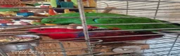 Mixed Breed birds for sale: Wonderful Breeding Pair of Eclectus Parrots 4 Sale - Advert 7