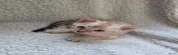 Bengal cats for sale: 4 beautiful pure snow bengal kitten - Advert 6