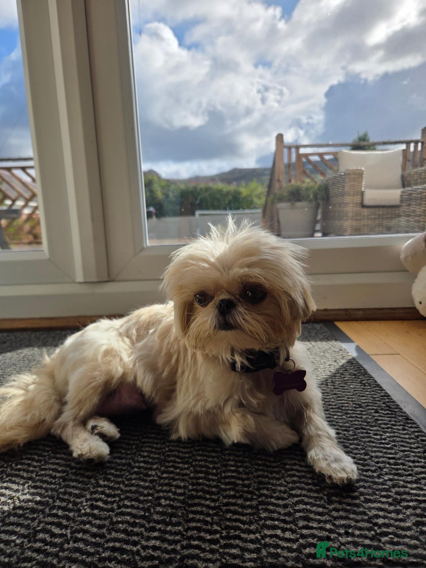 Shih Tzu dogs Imperial Shitzu Female Pups - Advert 5