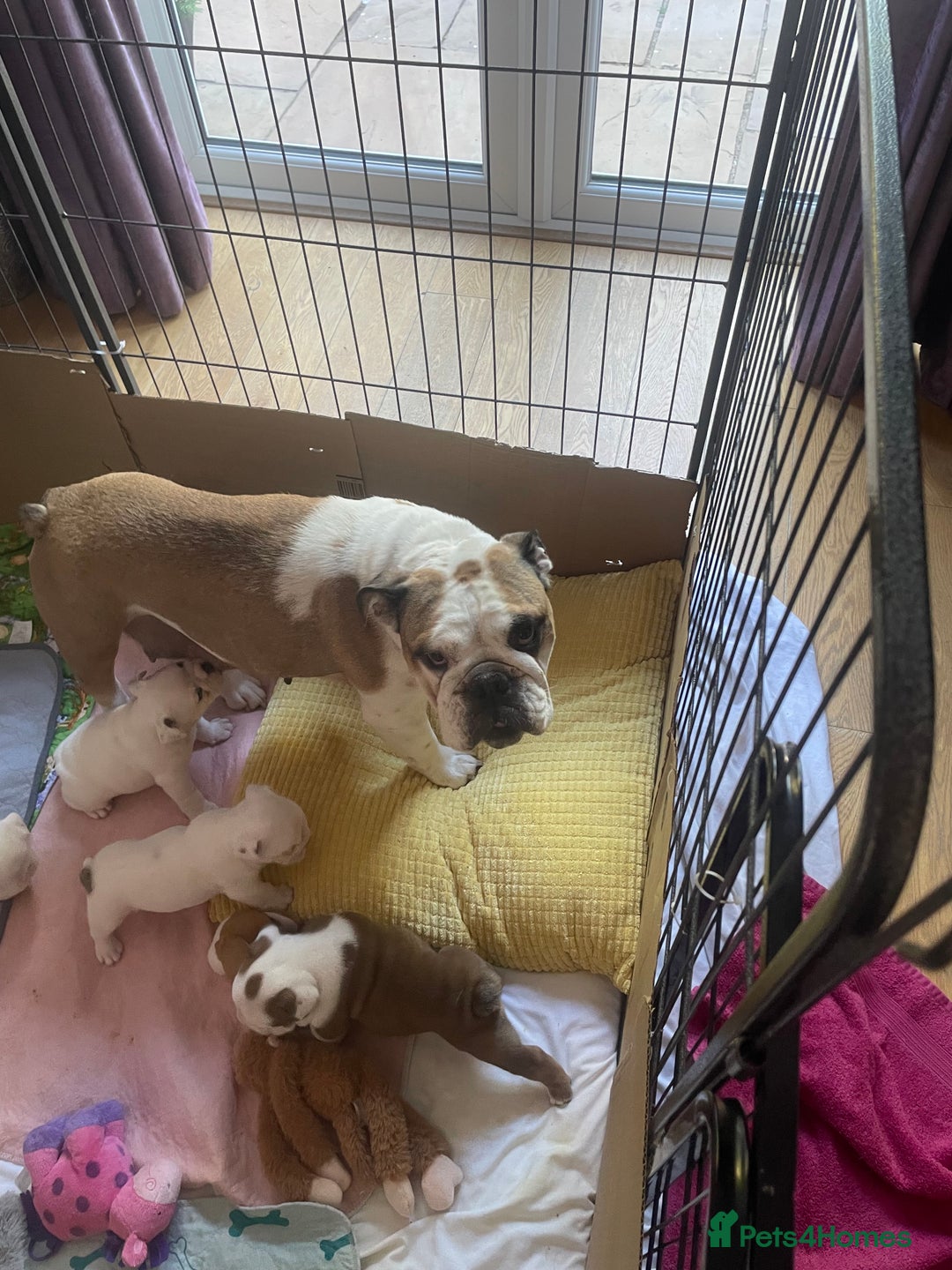 English Bulldog dogs for sale: 4 KC English Bulldog Puppies  - Image 2