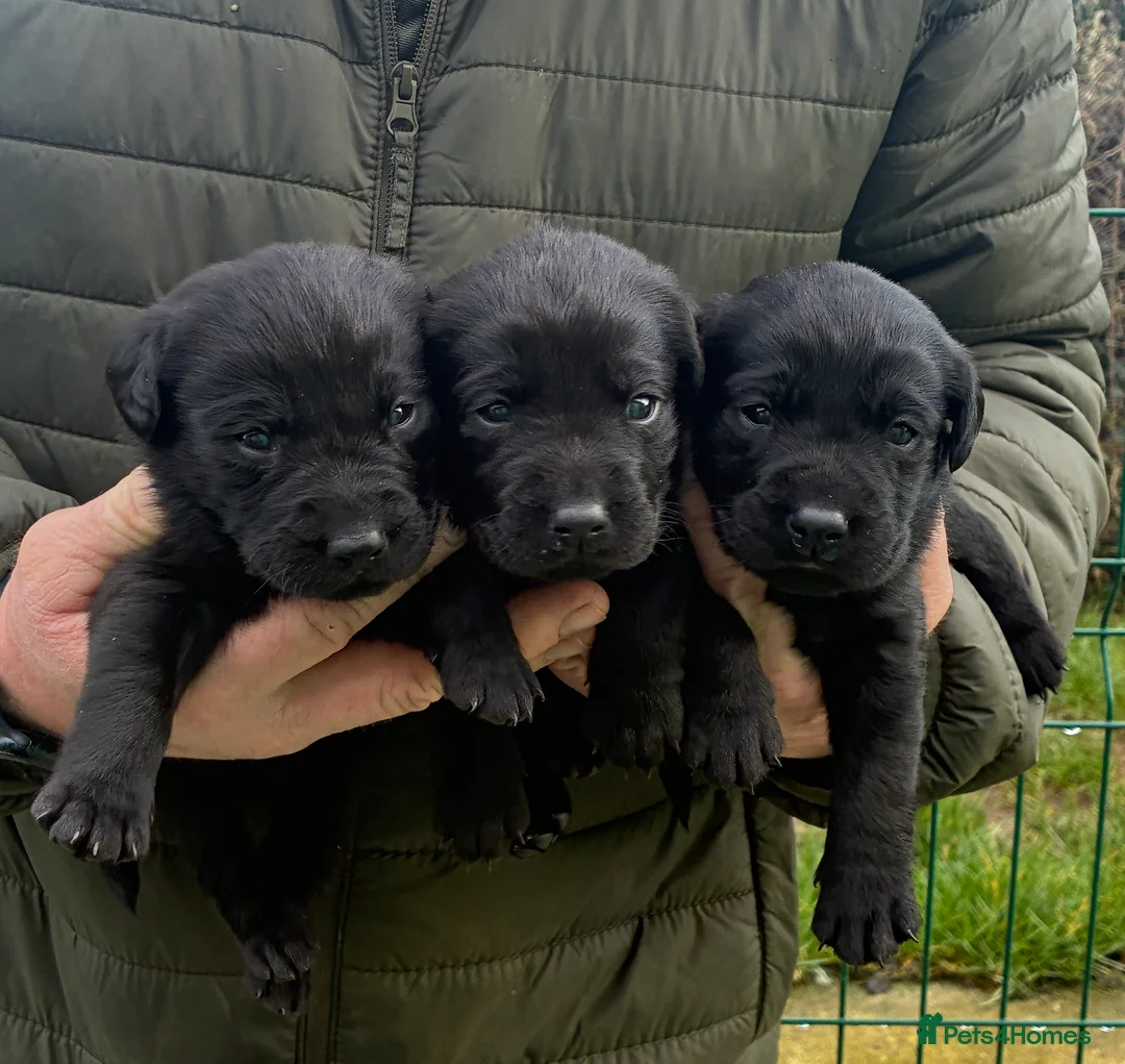 Labrador Retriever dogs for sale: Five Star Council Registered Breeder  Litter - Advert 1