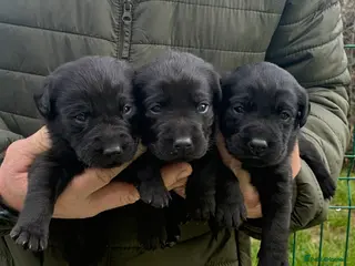 Labrador Retriever dogs Five Star Council Registered Breeder Litter - Advert 2