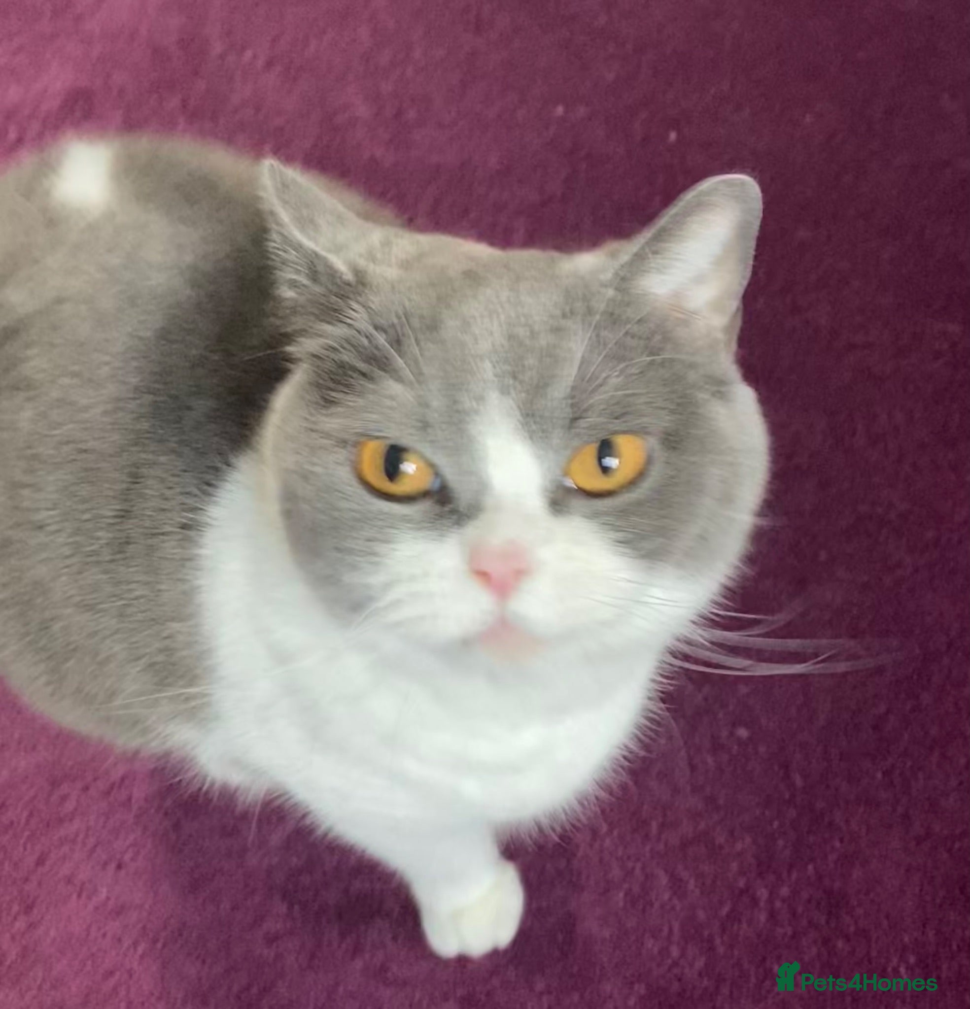 British Shorthair cats British Shorthair kittens - Advert 2