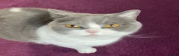 British Shorthair cats for sale: British Shorthair kittens - Advert 1