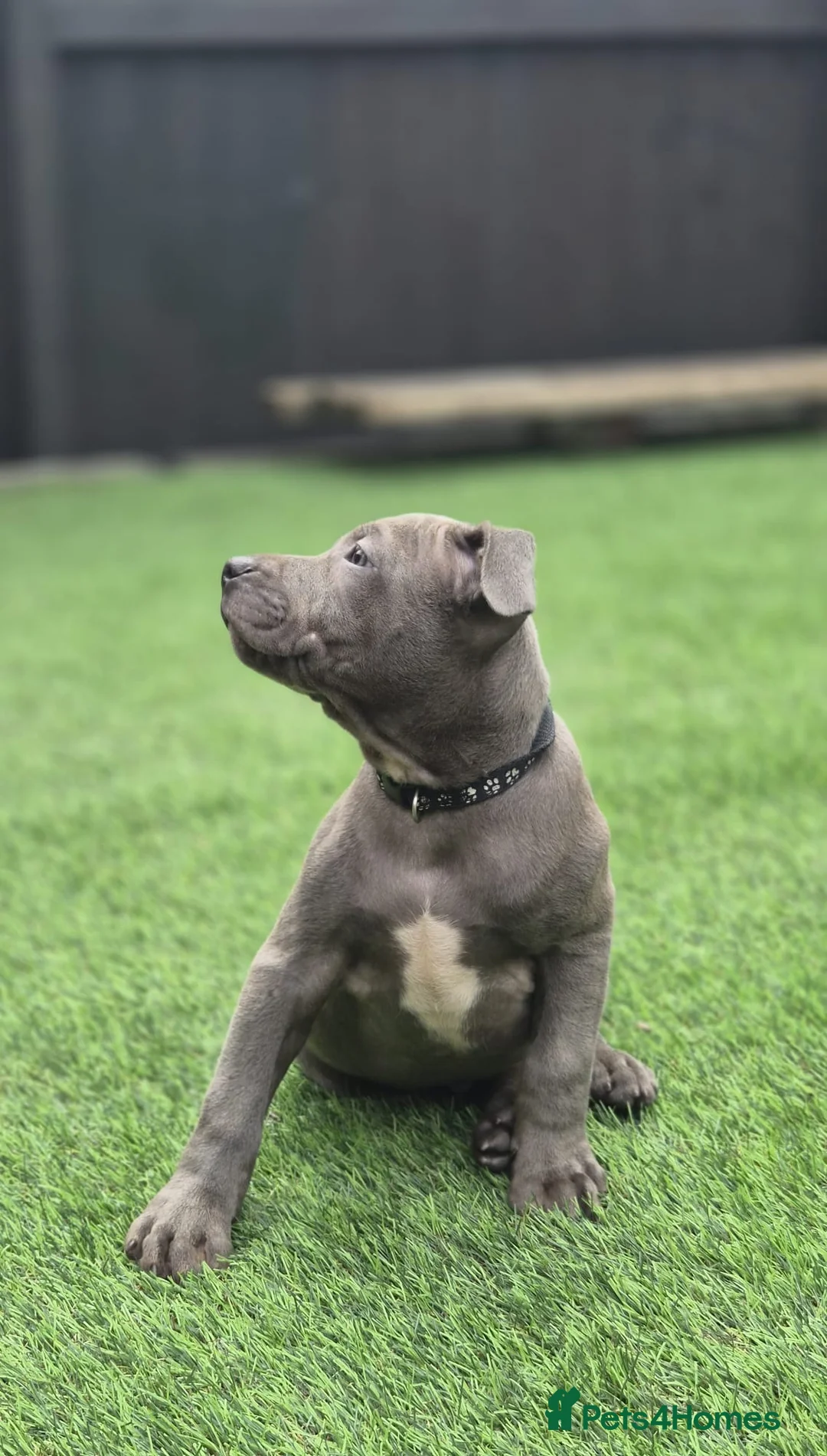 Staffordshire Bull Terrier dogs for sale: Ready to leave!!!!!!! in Rotherham - Advert 1