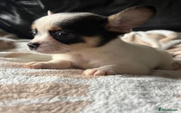 Mixed Breed dogs for sale: French poms *READY NOW 2 LEFT* - Image 5