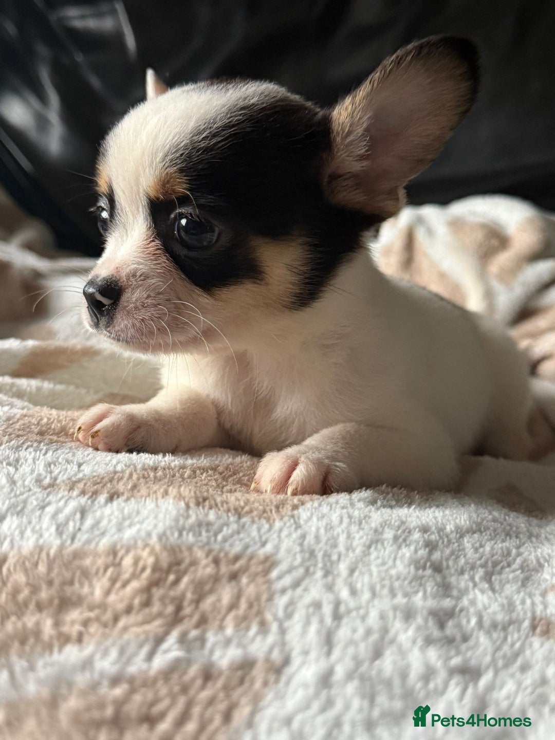 Mixed Breed dogs for sale: French poms *READY NOW 2 LEFT* - Image 5