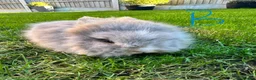 Lionhead rabbits for sale: Lionhead rabbits for sale  - Advert 18