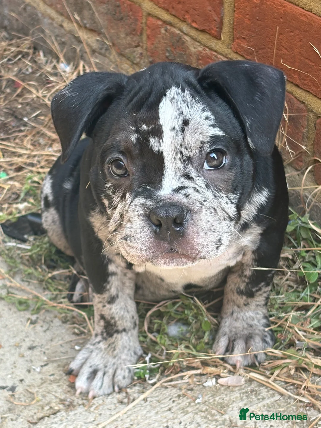 American Bully dogs for sale: 🌟BANK HOLIDAY SPECIAL🌟 Pocket bully pups 😍🐶🏆  - Advert 2