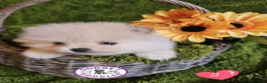 Pomeranian Puppy 2