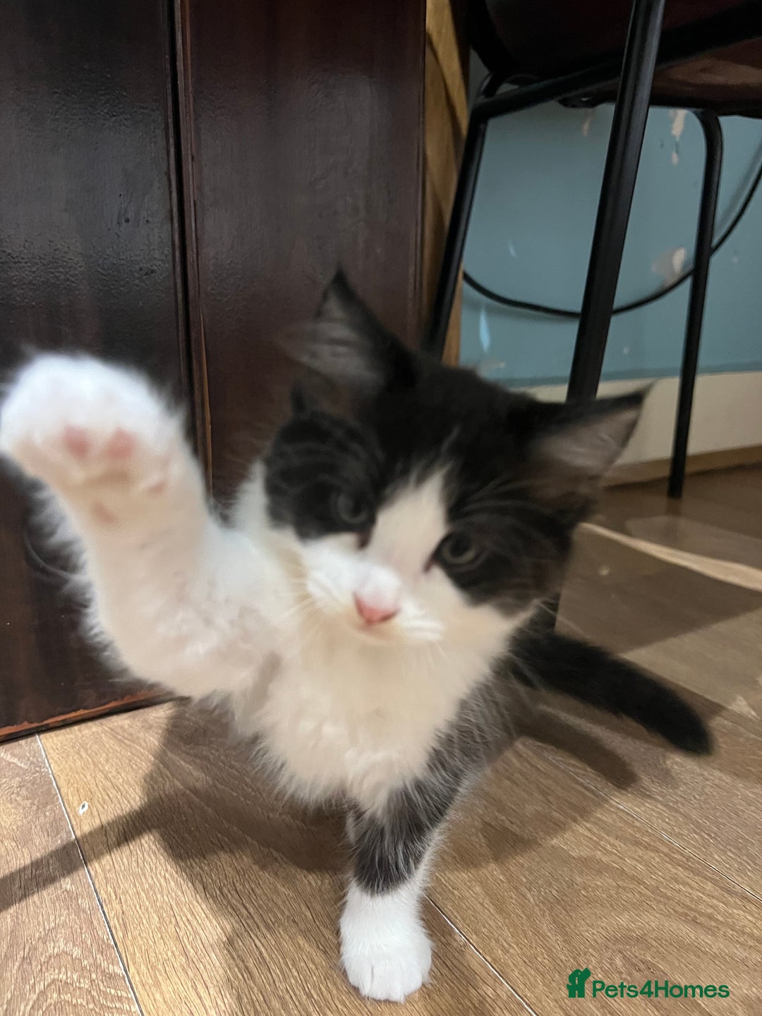 Mixed Breed cats for sale: Cuddly Kittens  - Image 7