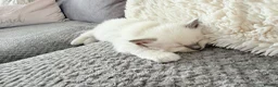 Ragdoll cats for sale: Ragdoll kittens 2 girls 1 boy - Advert 9