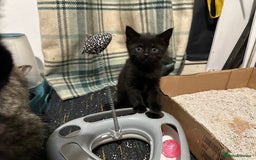 Domestic Shorthair cats for sale: Cute kittens in Dagenham - Image 8