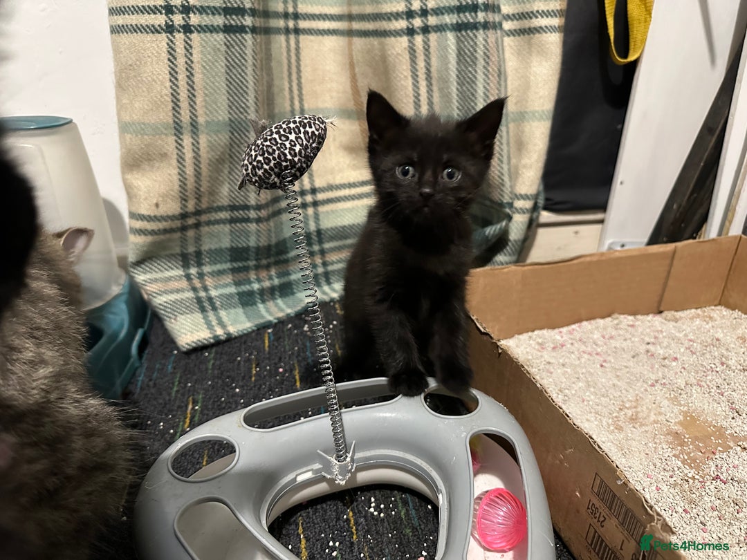 Domestic Shorthair cats for sale: Cute kittens in Dagenham - Image 8