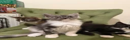 Maine Coon cats for sale: Maincoon X Ragdoll SALE - Advert 1