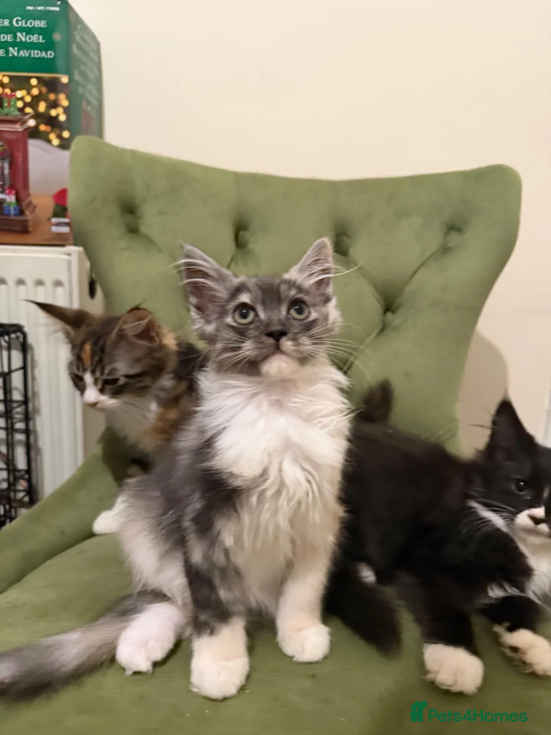 Maine Coon cats for sale: Maincoon X Ragdoll SALE - Advert 1