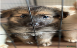 German Shepherd dogs for sale: Stunning litter of German shepherds  - Image 24