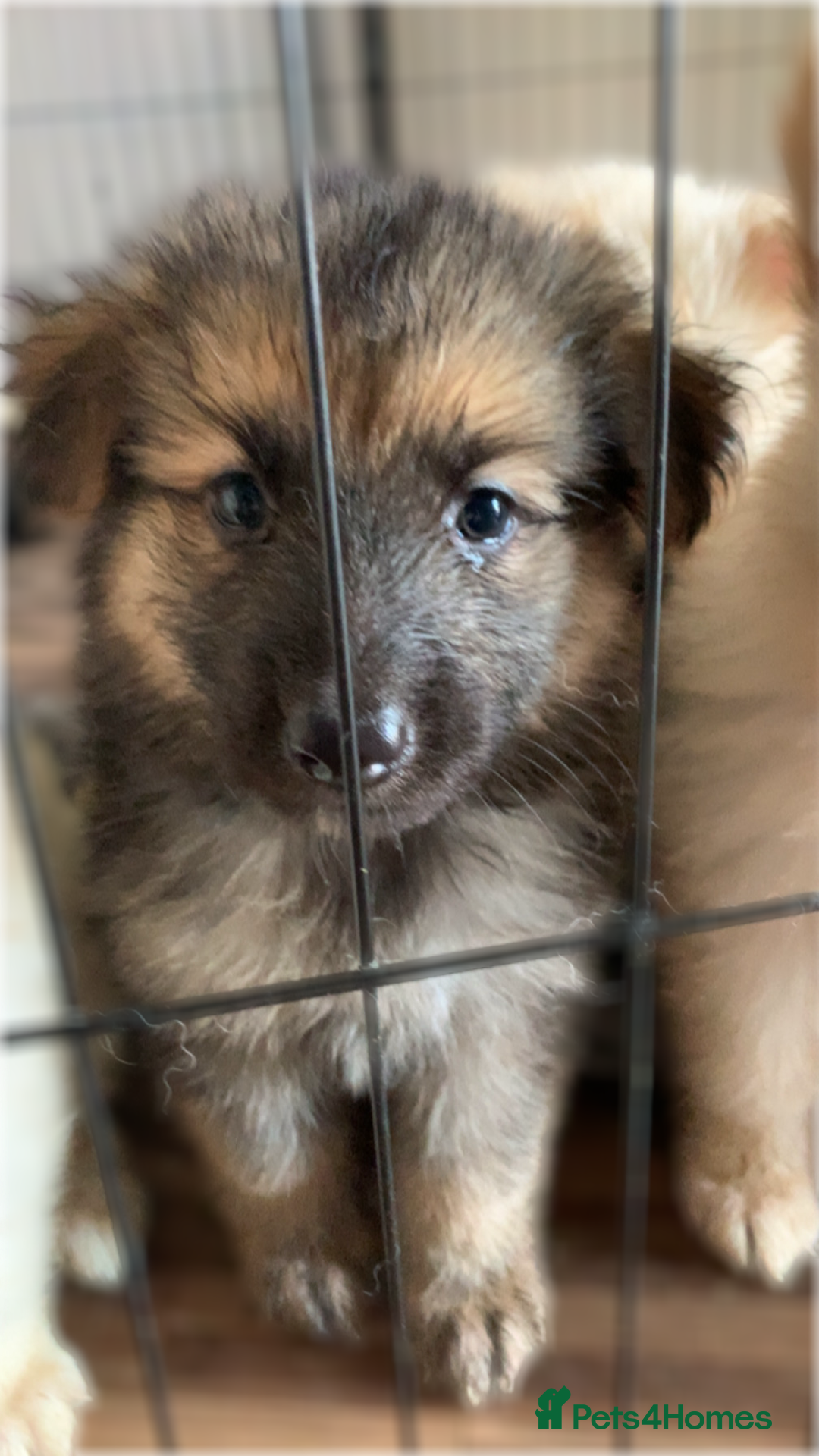 German Shepherd dogs for sale: Stunning litter of German shepherds  - Image 24