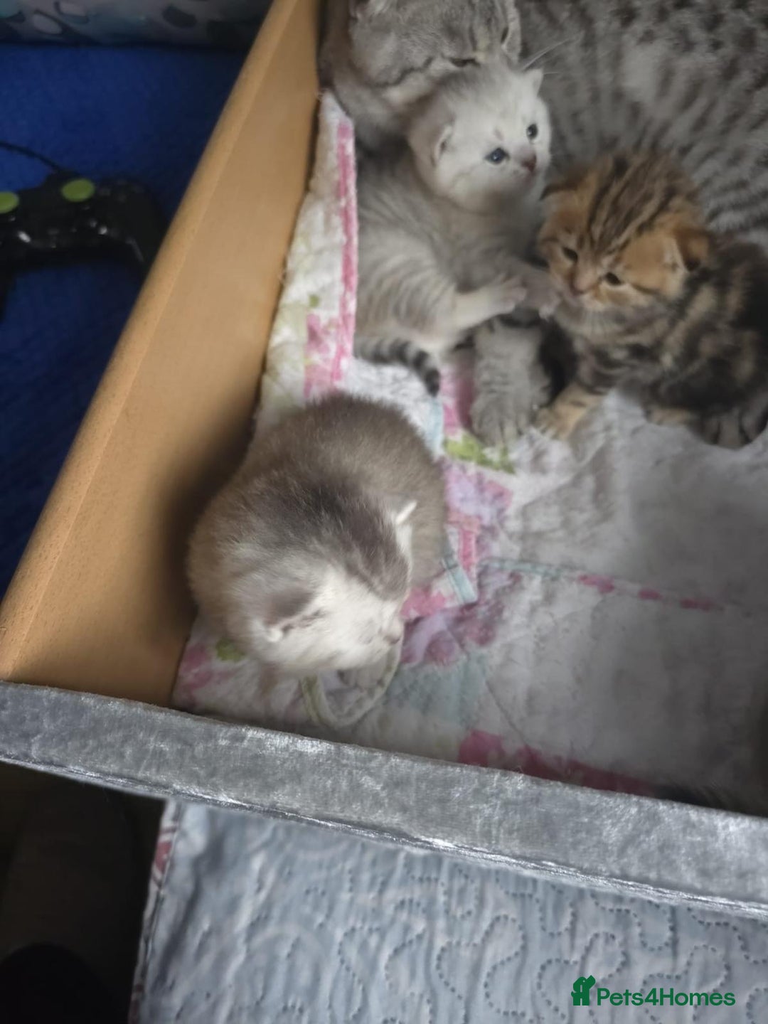 British Shorthair cats for sale: 🥰Beautiful kittens with rare colouring🥰 - Image 8